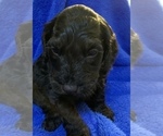 Small Photo #51 Goldendoodle Puppy For Sale in DYERSBURG, TN, USA