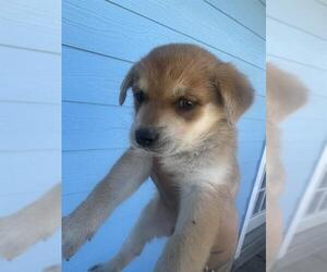 Labrador Retriever Dogs for adoption in San Antonio, TX, USA