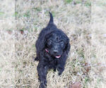 Small Photo #3 Goldendoodle Puppy For Sale in CARTHAGE, TX, USA