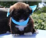 Small Photo #1 Lhasa Apso Puppy For Sale in ORO VALLEY, AZ, USA