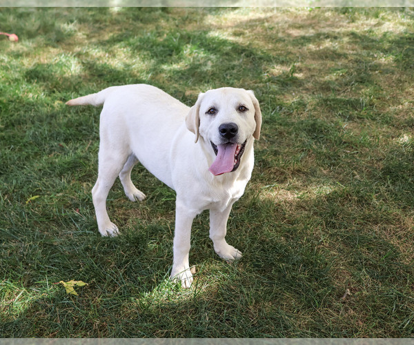 Medium Photo #5 Labrador Retriever Puppy For Sale in SYRACUSE, IN, USA