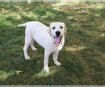 Small #4 Labrador Retriever