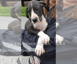 Small Photo #24 Great Dane Puppy For Sale in SPRAGGS, PA, USA