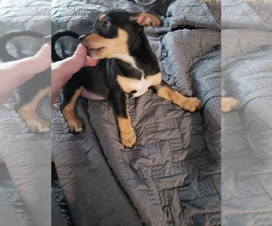 Boston Huahua Puppy for sale in CLEARWATER, FL, USA