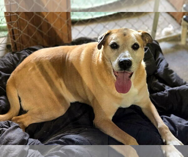 Medium Photo #2 Boxer-Unknown Mix Puppy For Sale in Crandall, GA, USA
