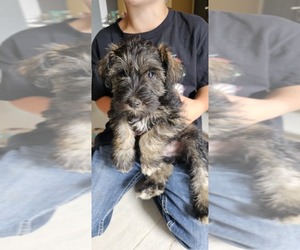Schnauzer (Miniature) Litter for sale in DEMOTTE, IN, USA