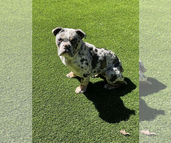 Medium Photo #8 Bulldog Puppy For Sale in St. Louis Park, MN, USA