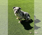Small #7 Bulldog
