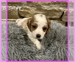 Small Photo #15 Cavapoo Puppy For Sale in EL RENO, OK, USA