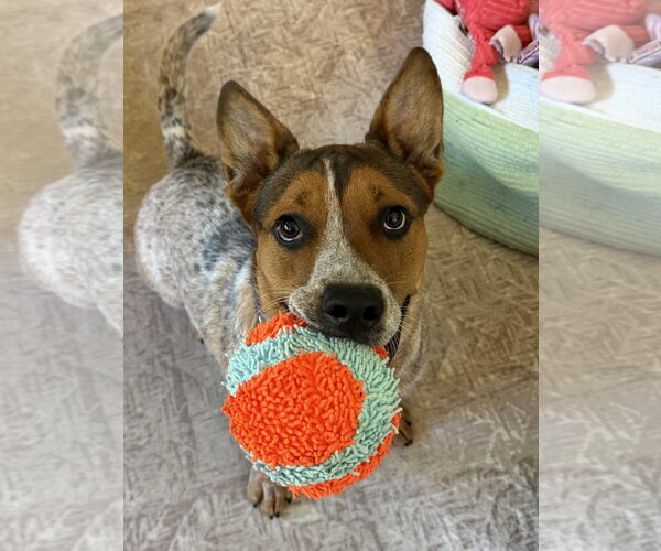 Medium Photo #2 Mutt Puppy For Sale in Rockaway, NJ, USA