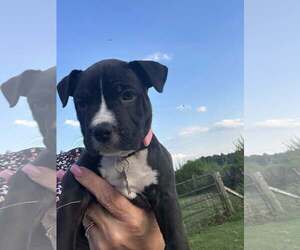 Mutt Dogs for adoption in Holly Springs, NC, USA