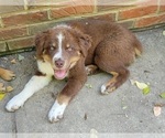 Puppy 6 Australian Shepherd