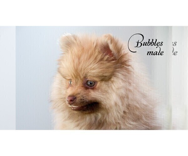 Medium Photo #4 Pomeranian Puppy For Sale in CLARE, MI, USA