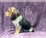 Small Photo #10 Beagle Puppy For Sale in LAKELAND, FL, USA