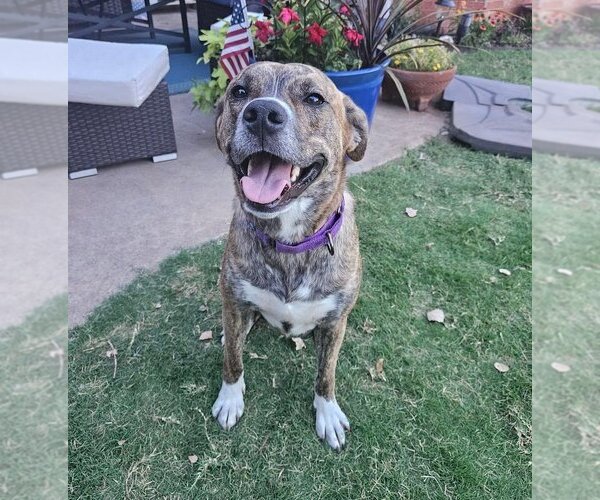 Medium Photo #15 American Pit Bull Terrier-Unknown Mix Puppy For Sale in OKLAHOMA CITY, OK, USA