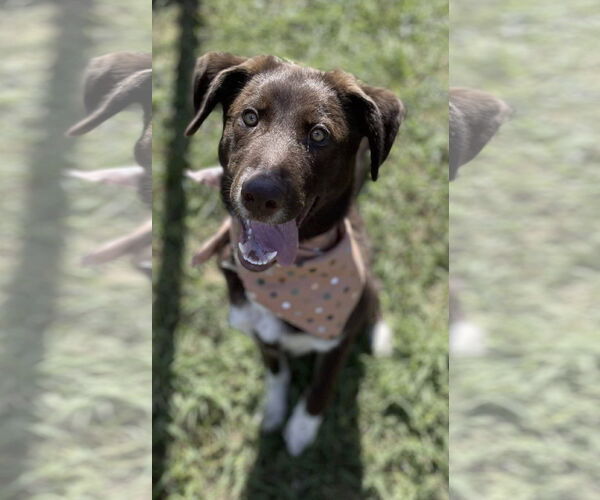 Medium Photo #1 Brittany-Unknown Mix Puppy For Sale in Kankakee, IL, USA