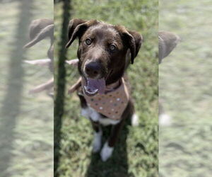 Brittany-Unknown Mix Dogs for adoption in Kankakee, IL, USA
