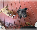 Small Photo #2 American Staffordshire Terrier-Unknown Mix Puppy For Sale in Holly Springs, NC, USA