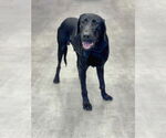 Small #4 Labrador Retriever