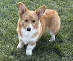 Small Photo #7 Pembroke Welsh Corgi Puppy For Sale in EAGLE POINT, OR, USA