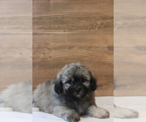 Zuchon Litter for sale in COSHOCTON, OH, USA