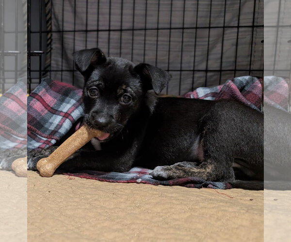 Medium Photo #2 Mutt Puppy For Sale in Brooklyn Center, MN, USA