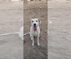 Labrador Retriever-Unknown Mix Dogs for adoption in San Antonio, TX, USA