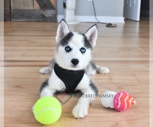 Pomsky Puppy for sale in KANSAS CITY, MO, USA