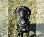 Small Photo #3 Labrador Retriever-Unknown Mix Puppy For Sale in Warrington, PA, USA