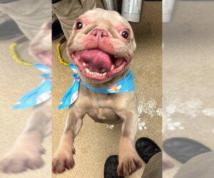 French Bulldog-Unknown Mix Dogs for adoption in Plano, TX, USA