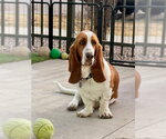 Small #1 Basset Hound