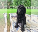 Litter of 7 - Male(s) and Female(s) LabradoodleLitter of Puppies for Sale - Photo #12