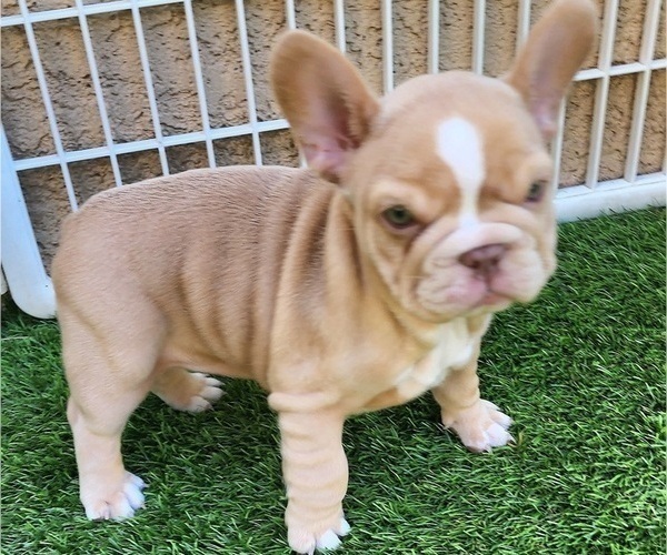 Medium Photo #14 French Bulldog Puppy For Sale in LAS VEGAS, NV, USA