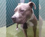 Small American Pit Bull Terrier
