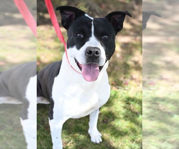 Medium Photo #3 American Staffordshire Terrier-Unknown Mix Puppy For Sale in Perth Amboy, NJ, USA