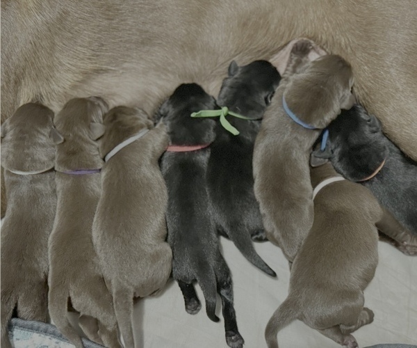 Medium Photo #1 Labrador Retriever Puppy For Sale in ELKMONT, AL, USA