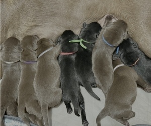 Labrador Retriever Puppy for Sale in ELKMONT, Alabama USA