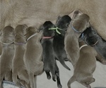 Small Labrador Retriever