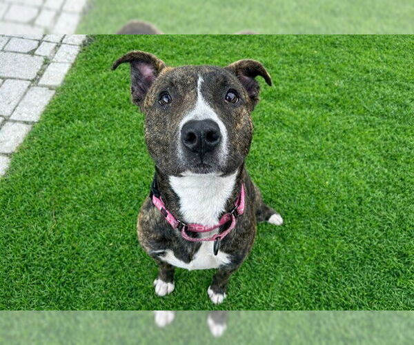 Medium Photo #2 American Pit Bull Terrier-Unknown Mix Puppy For Sale in Ocala, FL, USA