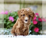 Small #2 Poodle (Toy)