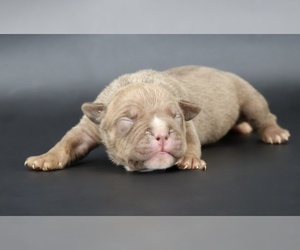 American Bully Puppy for sale in CHAMPAIGN, IL, USA