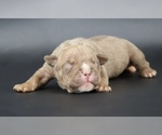 Image preview for Ad Listing. Nickname: Ramses