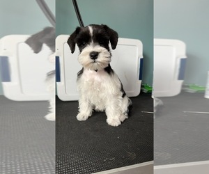 Schnauzer (Miniature) Puppy for sale in NASHVILLE, NC, USA