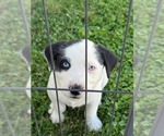 Small Australian Shepherd Mix