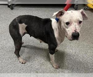 American Pit Bull Terrier Dogs for adoption in Houston, TX, USA