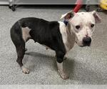 Small American Pit Bull Terrier