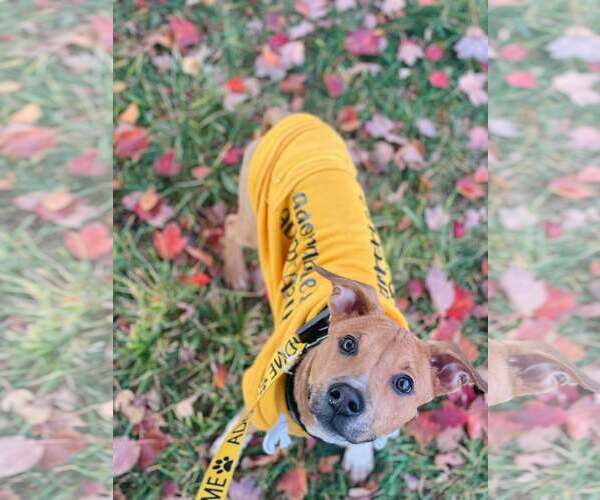 Medium Photo #7 Mutt Puppy For Sale in pomfret, CT, USA