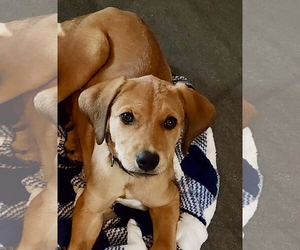 Medium Photo #4 Mutt Puppy For Sale in Fort Worth, TX, USA