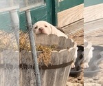 Small Photo #12 Labrador Retriever Puppy For Sale in BANDERA, TX, USA