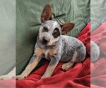 Puppy Carl Australian Cattle Dog